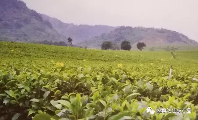 英德农业生产好色先生污视频